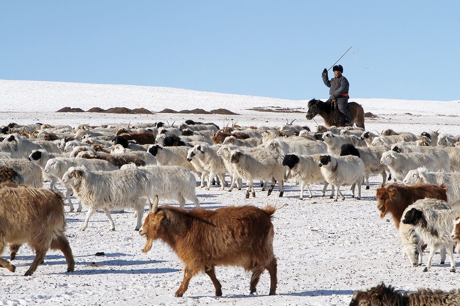 A herder and a herd of goats in the Mongolian winter season